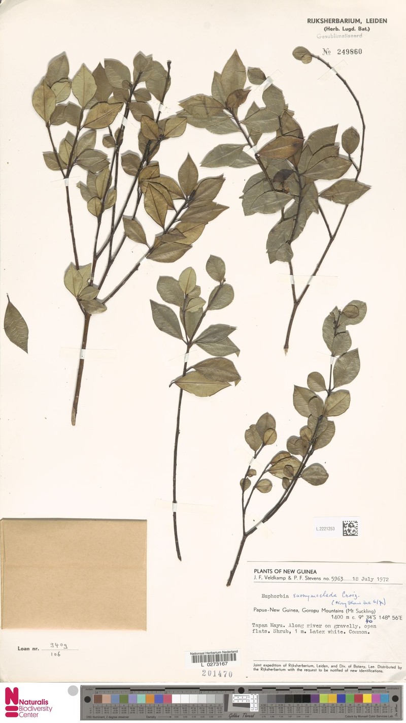 Euphorbia euonymoclada photo 5