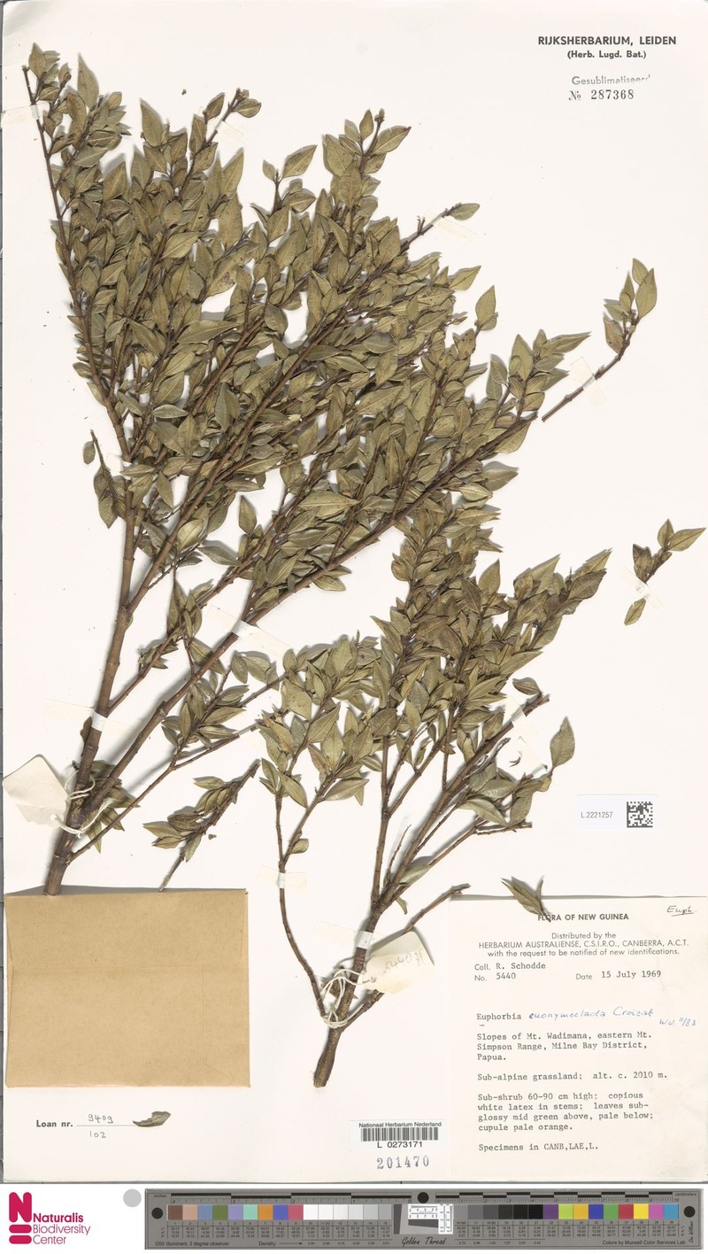 Euphorbia euonymoclada photo 6