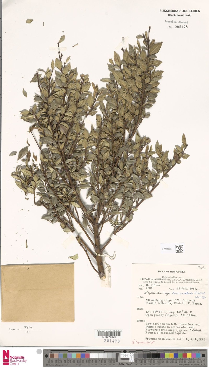 Euphorbia euonymoclada photo 7