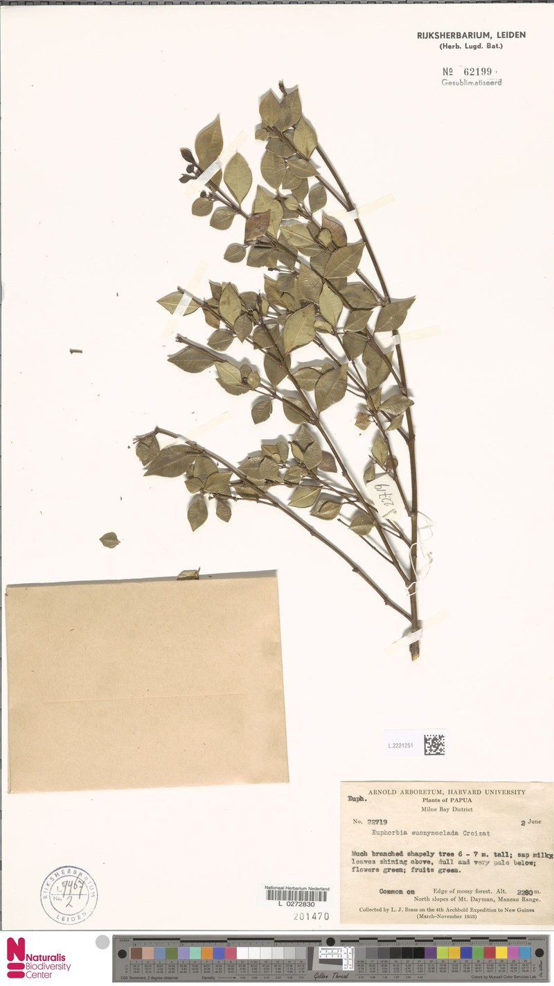 Euphorbia euonymoclada photo 8