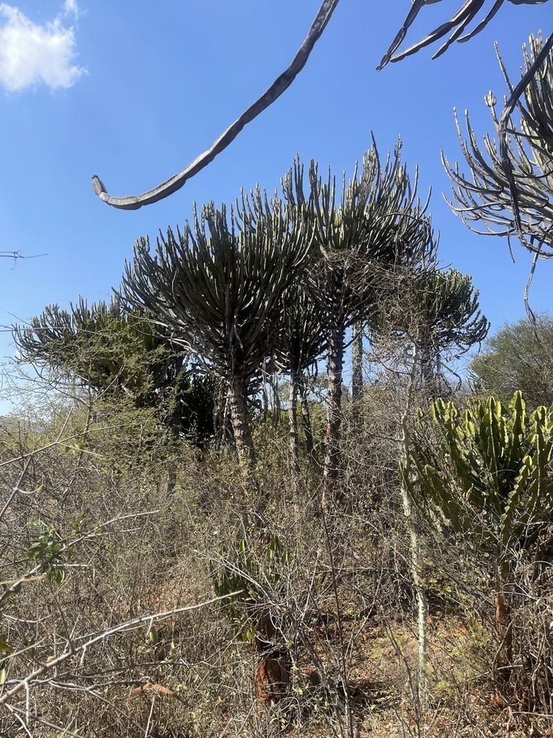 Euphorbia excelsa