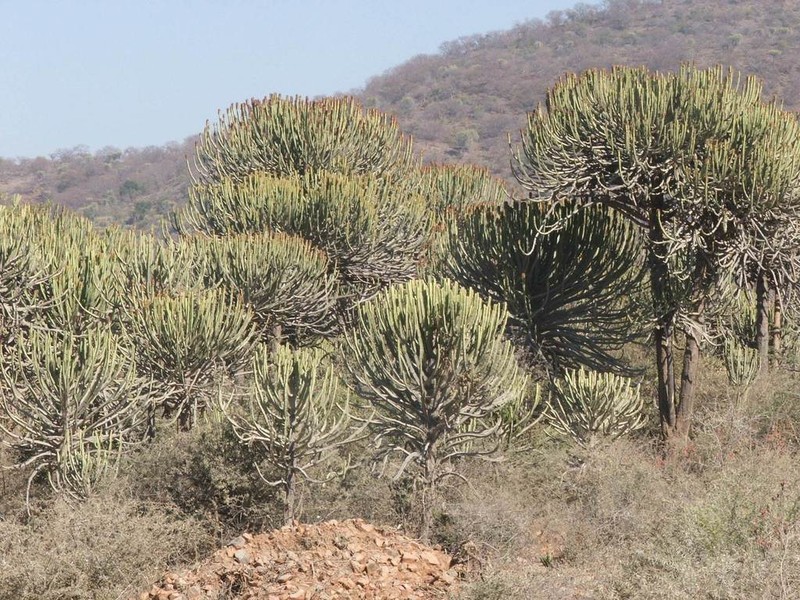 Euphorbia excelsa photo 3