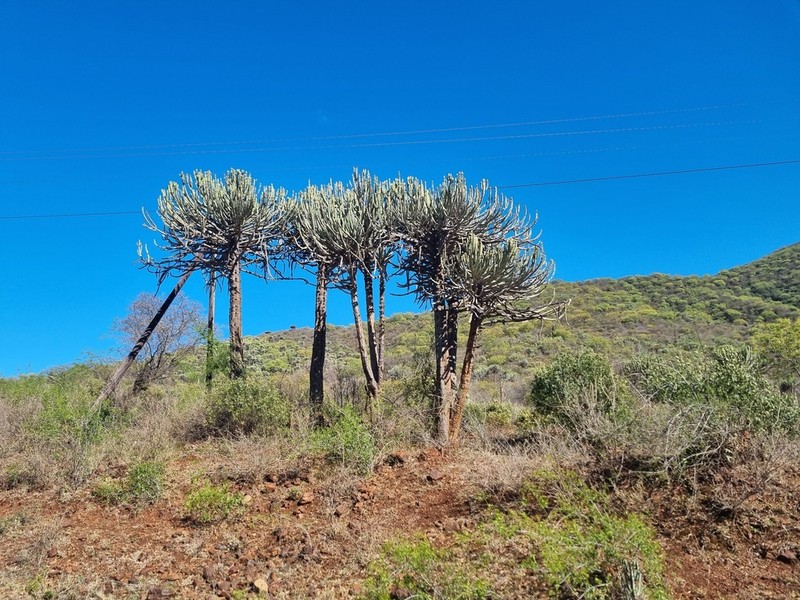 Euphorbia excelsa photo 4