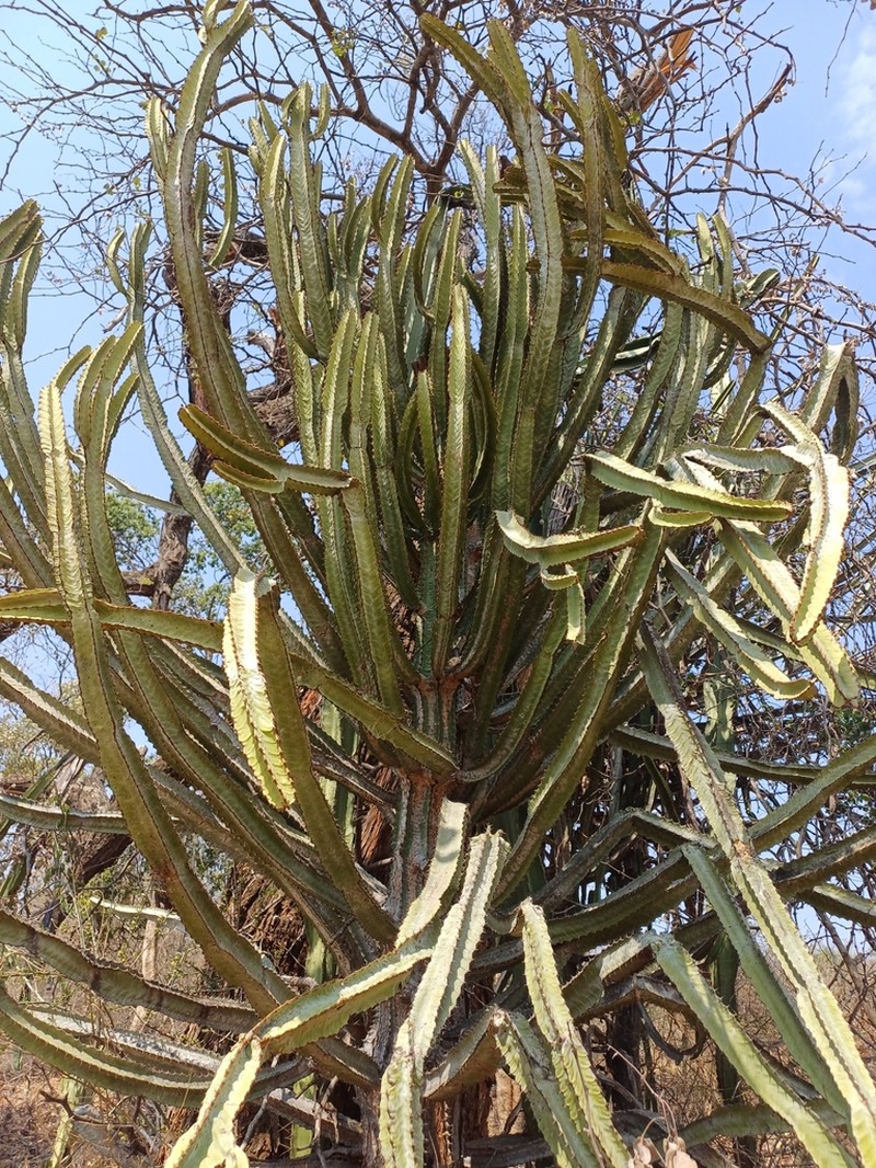 Euphorbia excelsa photo 5