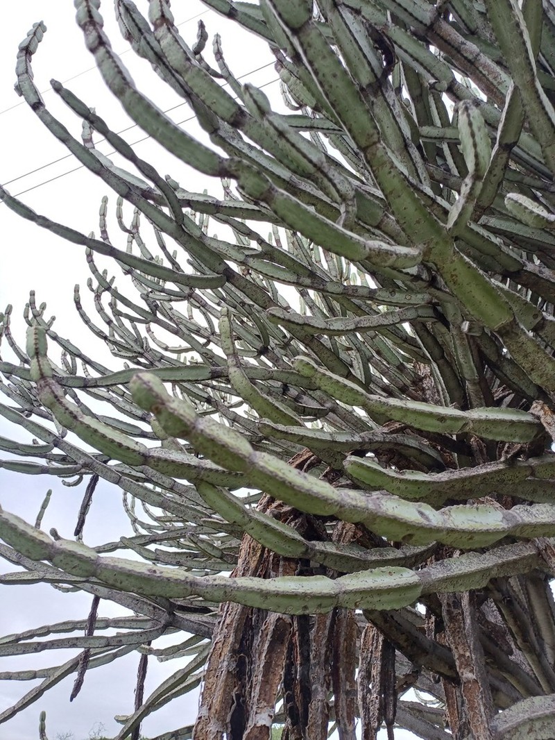 Euphorbia excelsa photo 6
