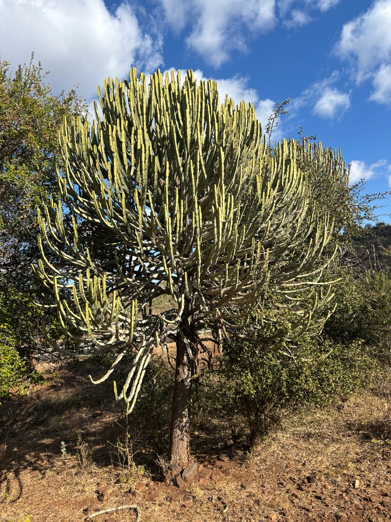 Euphorbia excelsa photo 7