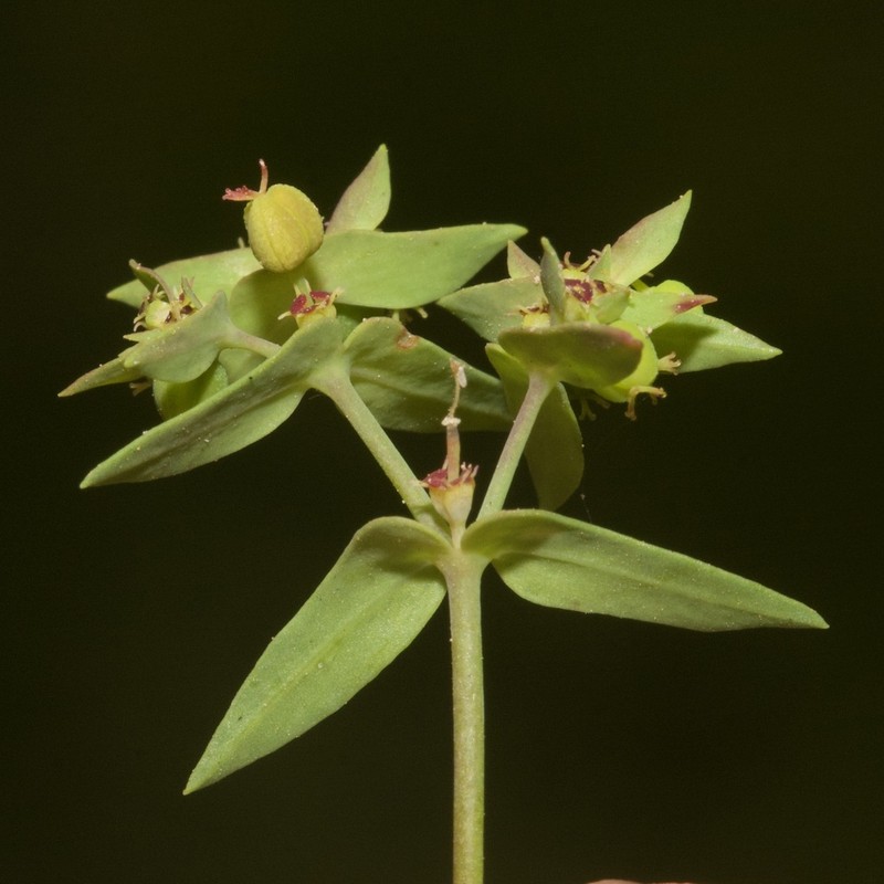 Dwarf Spurge photo 4