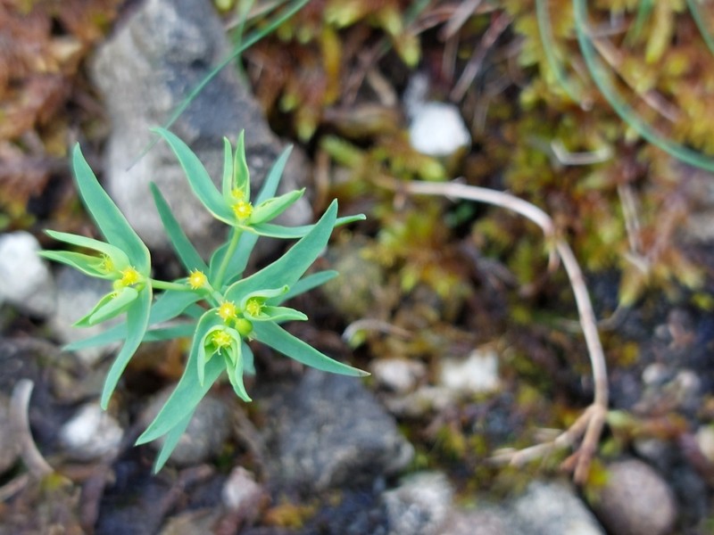 Dwarf Spurge photo 5