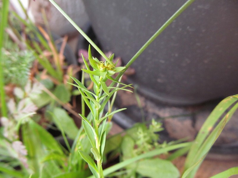 Dwarf Spurge photo 6