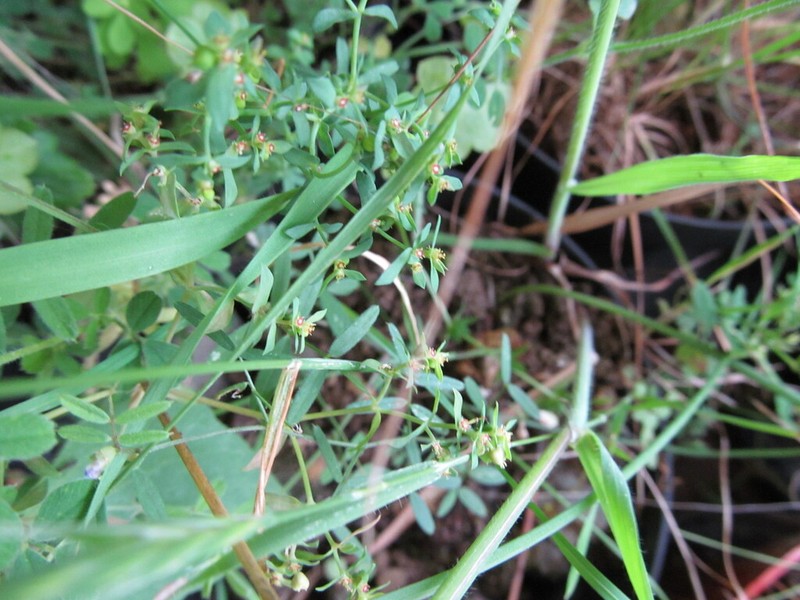 Dwarf Spurge photo 7