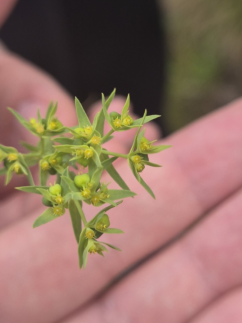 Dwarf Spurge photo 8