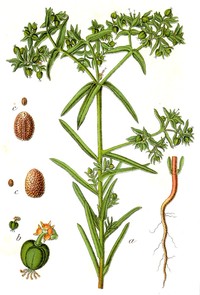 Dwarf Spurge