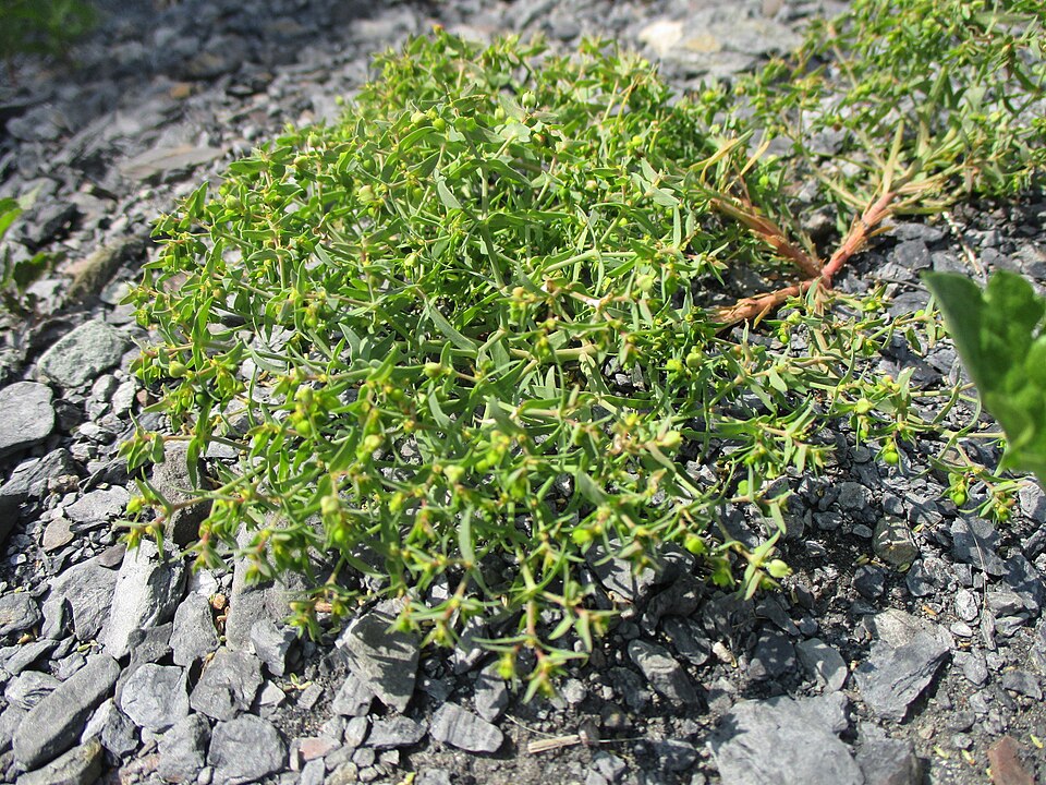 Dwarf Spurge photo 5