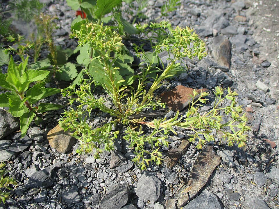 Dwarf Spurge photo 6