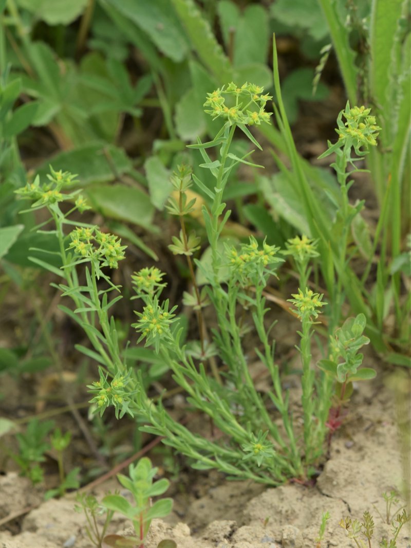Dwarf Spurge photo 7