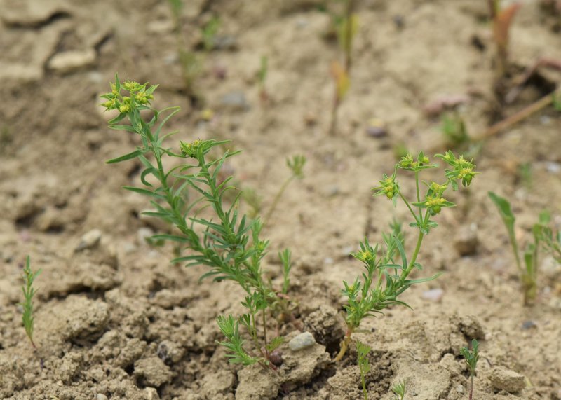 Dwarf Spurge photo 8