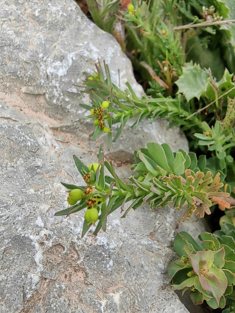 Euphorbia exigua subsp. exigua