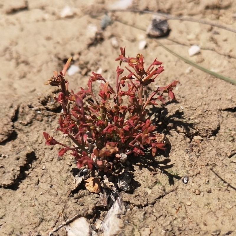Euphorbia exigua subsp. exigua photo 2
