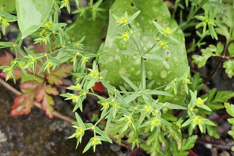 Euphorbia exigua subsp. exigua photo 3