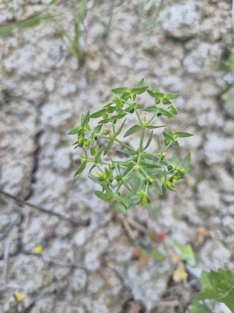 Euphorbia exigua subsp. exigua photo 5