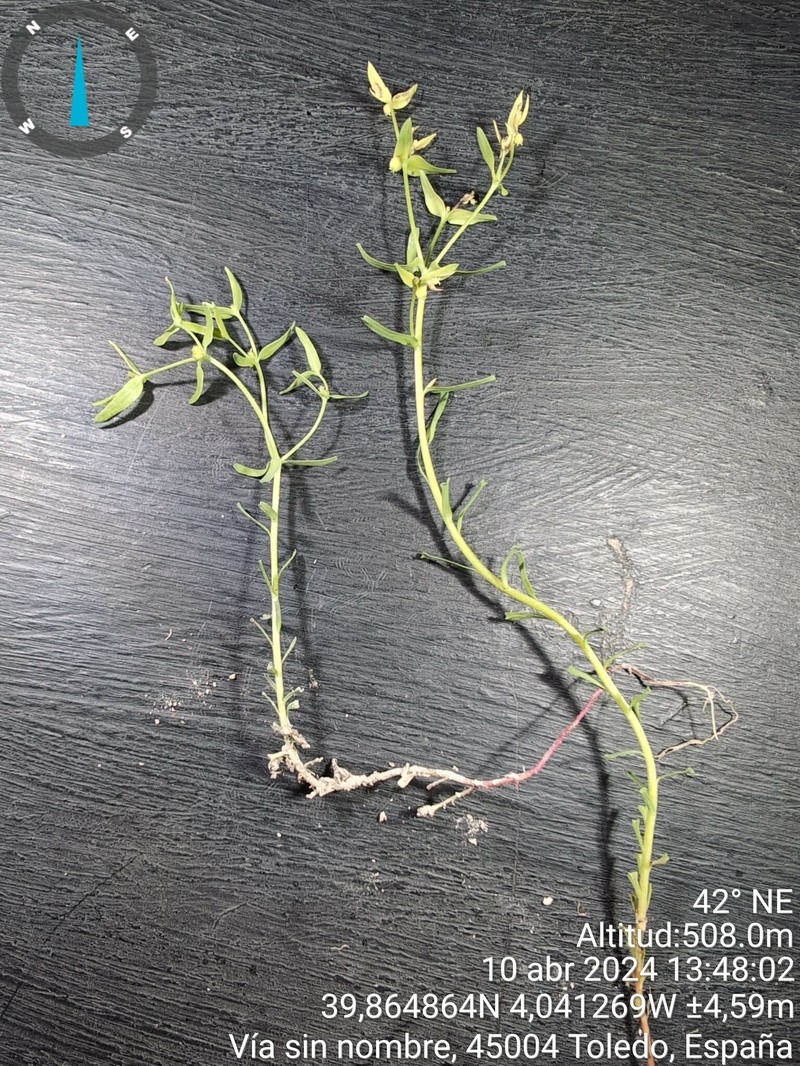 Euphorbia exigua subsp. exigua photo 6