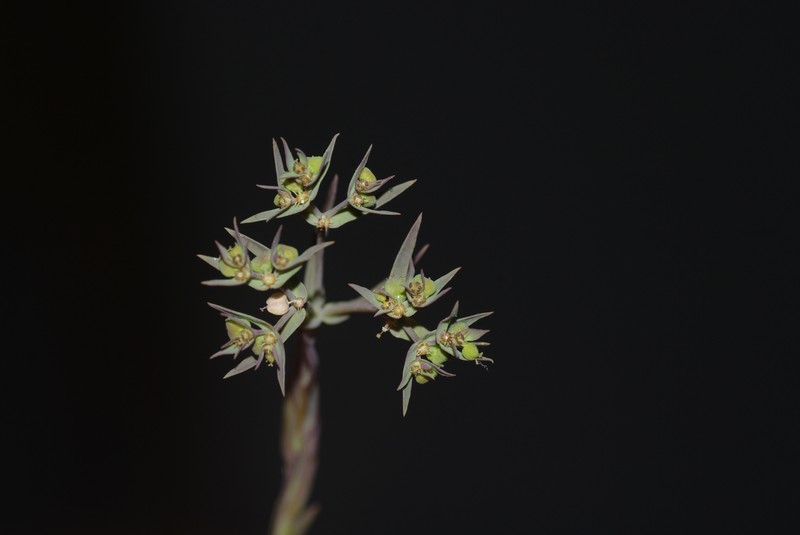 Euphorbia exigua subsp. exigua photo 7