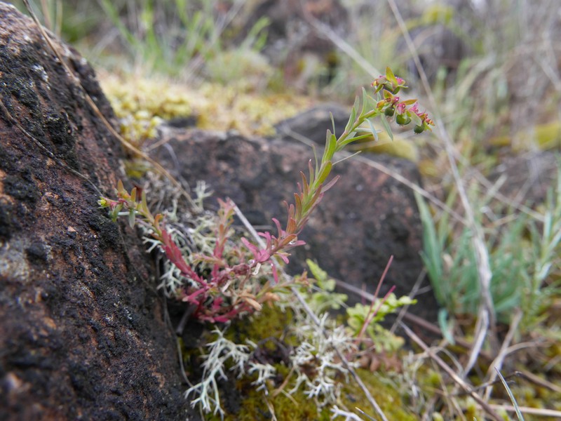 Euphorbia exigua subsp. merinoi