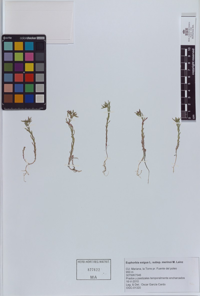 Euphorbia exigua subsp. merinoi photo 2