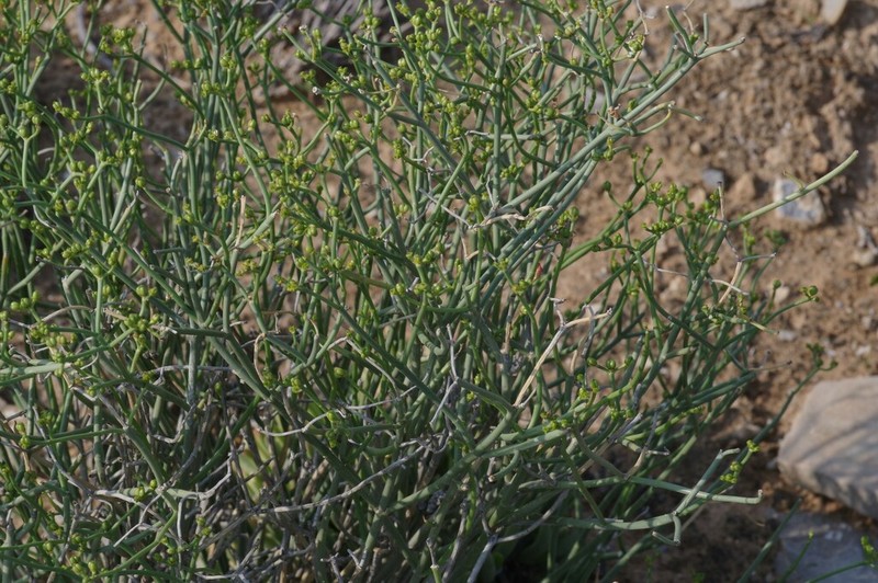 Euphorbia exilis