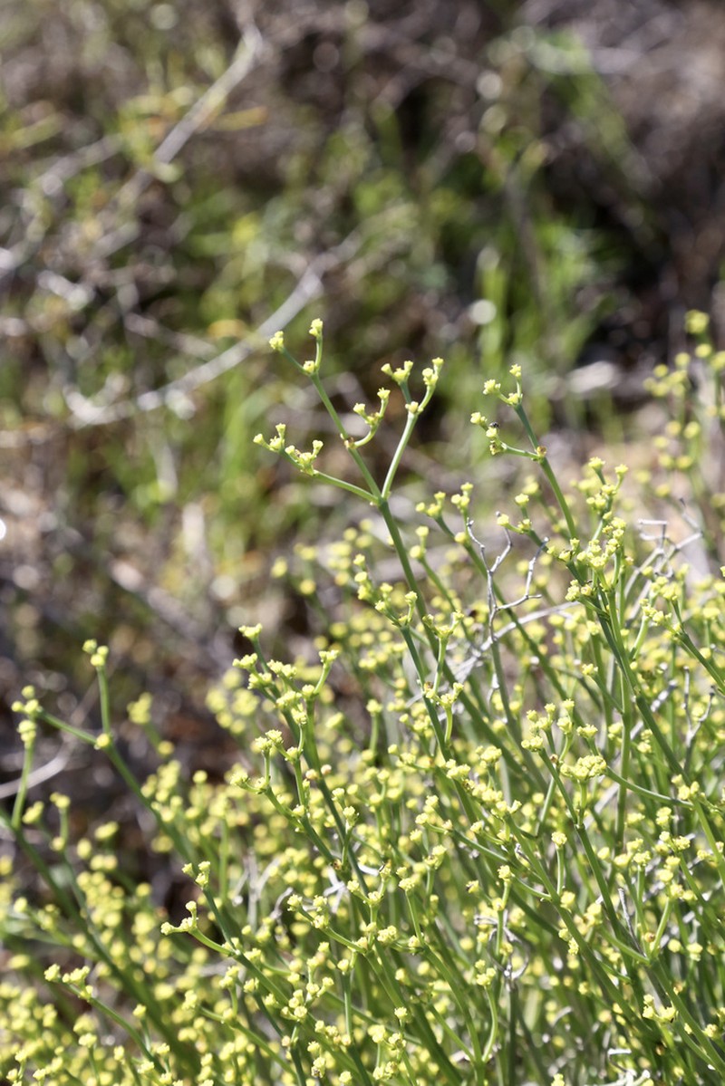 Euphorbia exilis photo 2