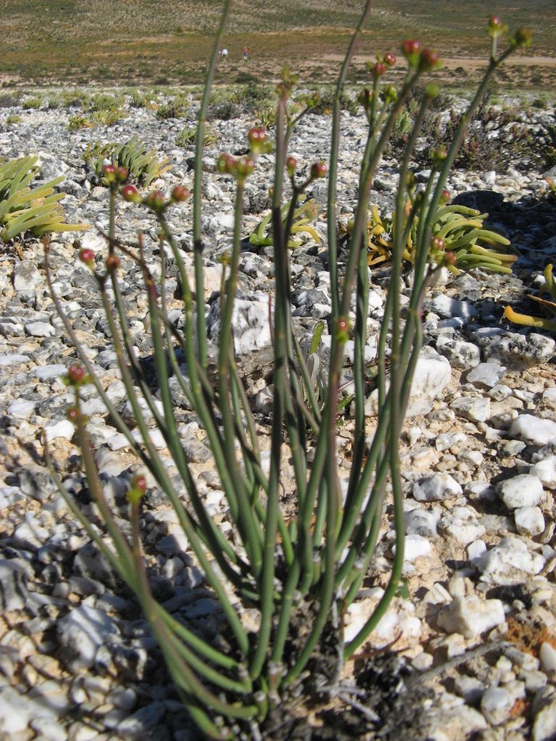 Euphorbia exilis photo 3