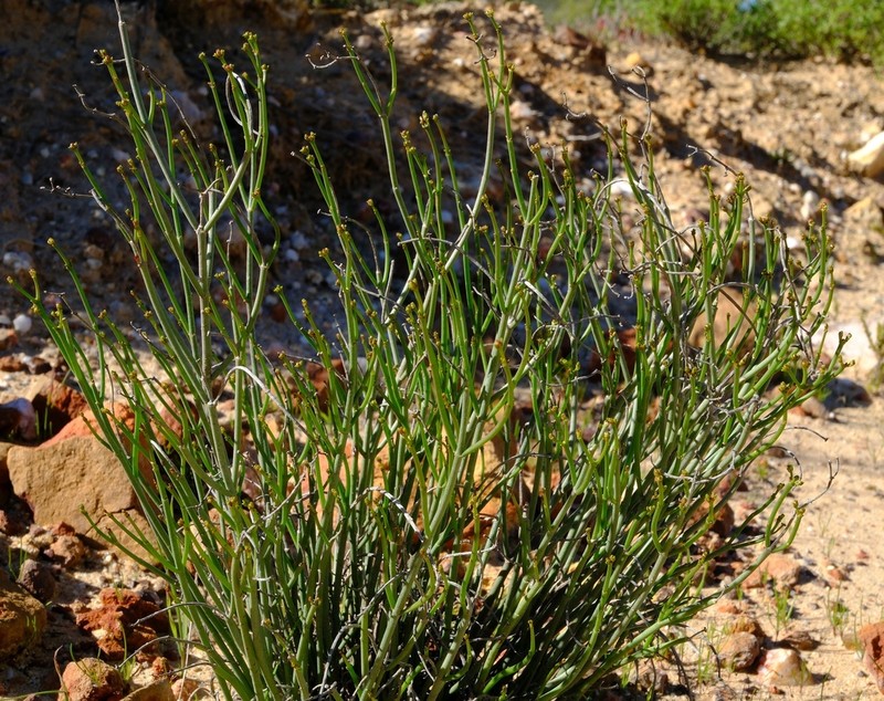 Euphorbia exilis photo 4