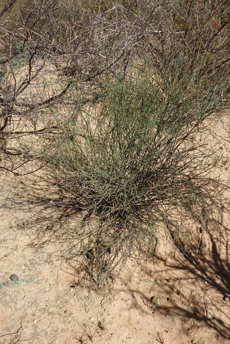Euphorbia exilis photo 5
