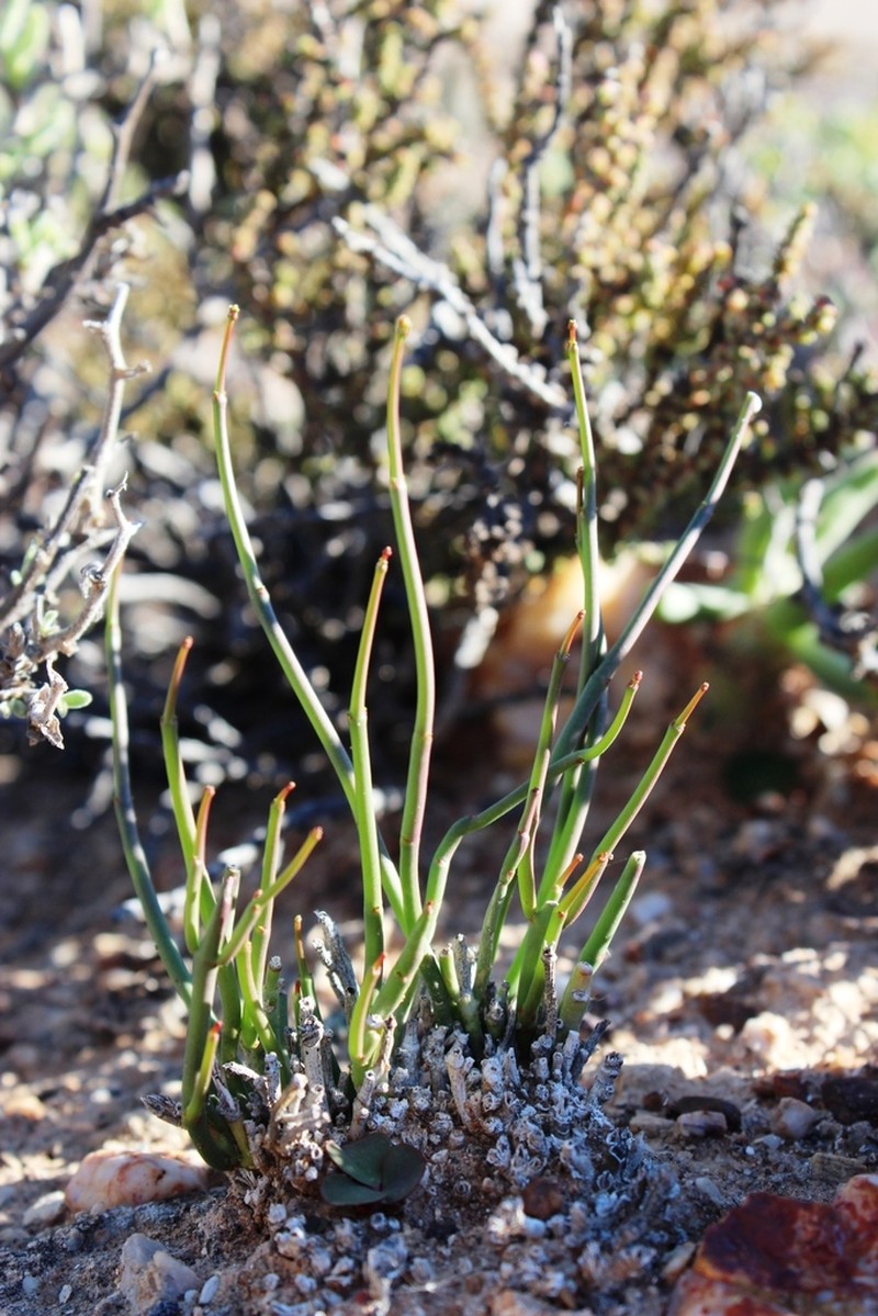 Euphorbia exilis photo 6