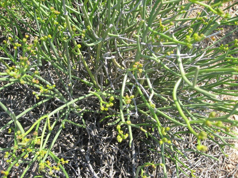 Euphorbia exilis photo 7