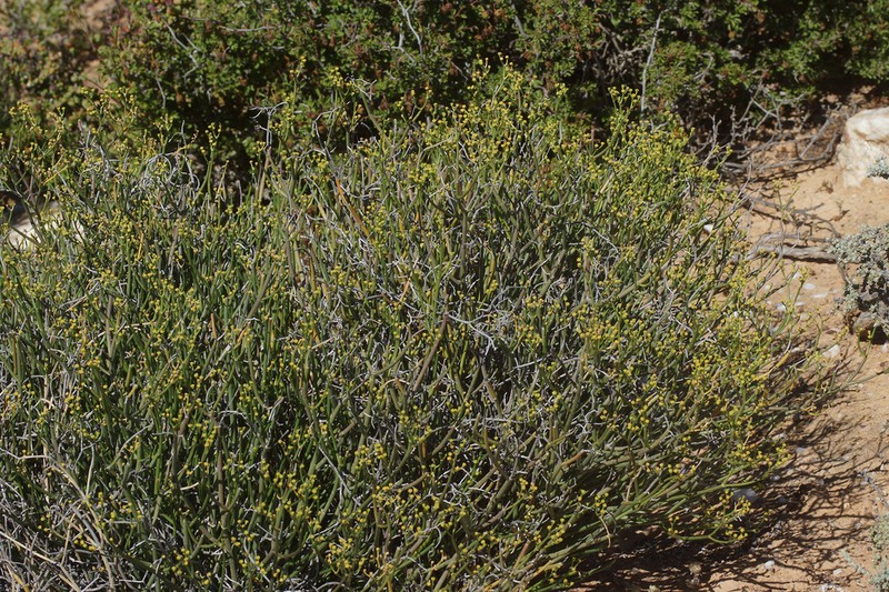 Euphorbia exilis photo 8