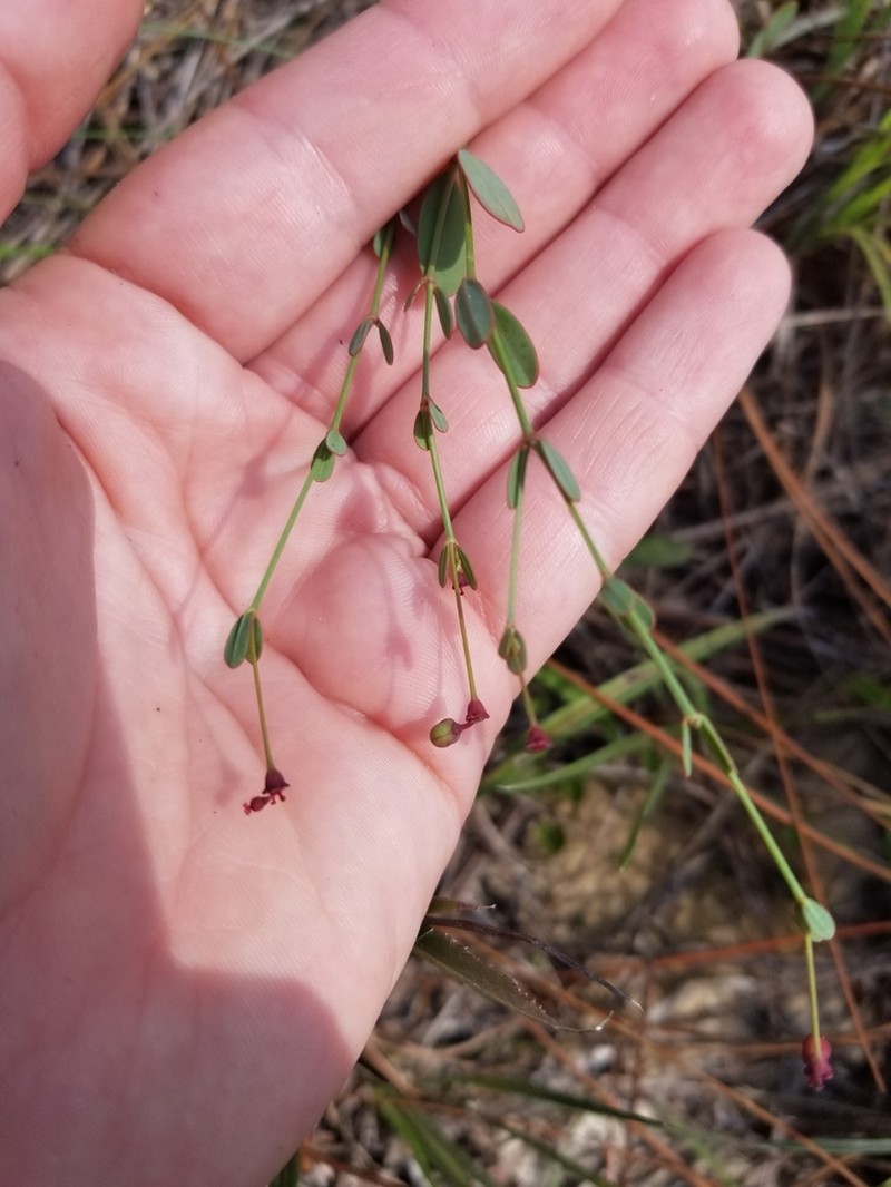Coastal Sand Spurge