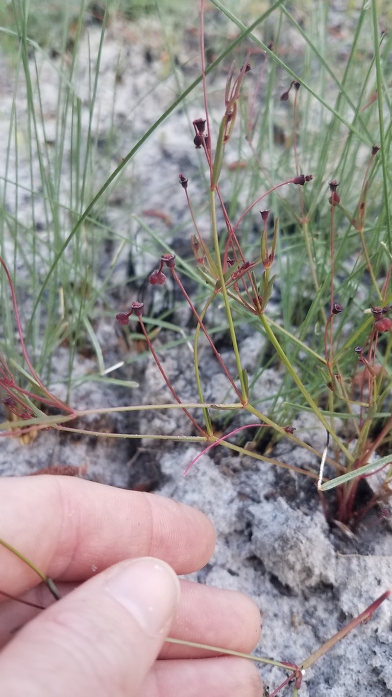 Coastal Sand Spurge photo 3