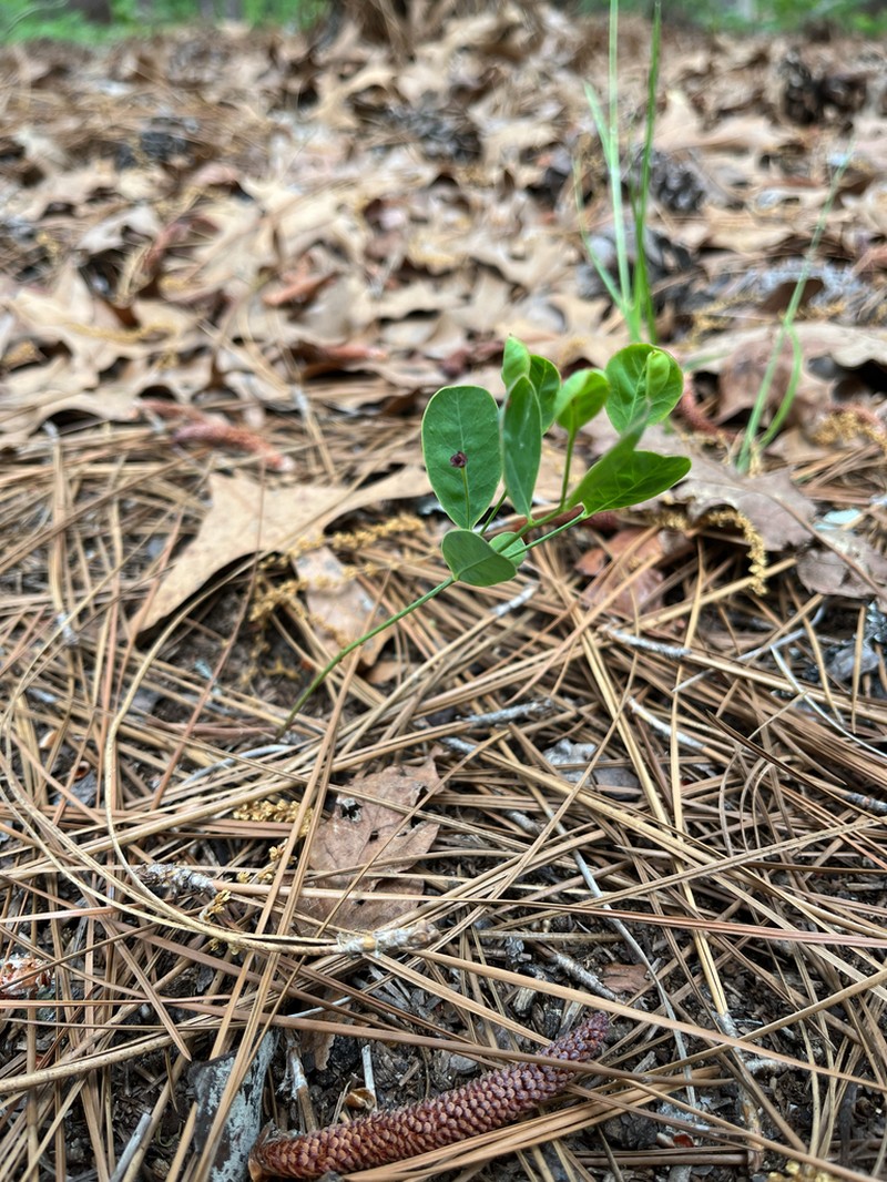 Coastal Sand Spurge photo 4