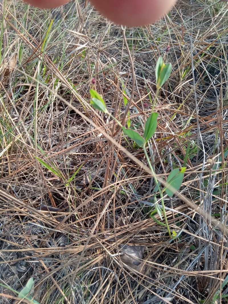 Coastal Sand Spurge photo 6