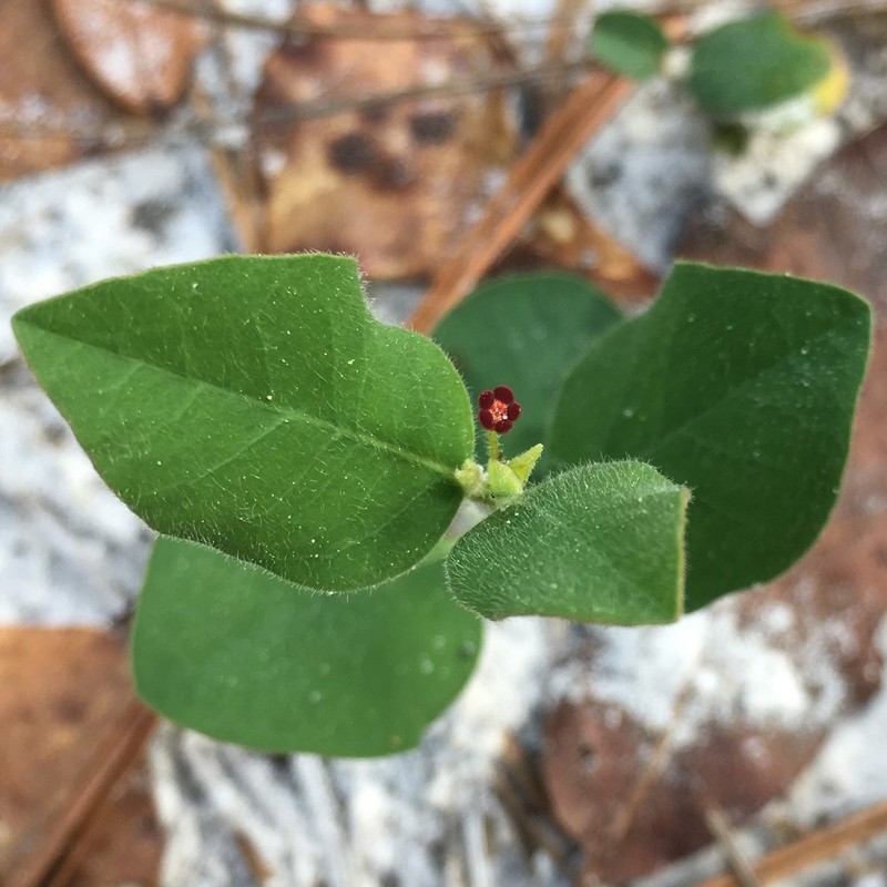Coastal Sand Spurge photo 7