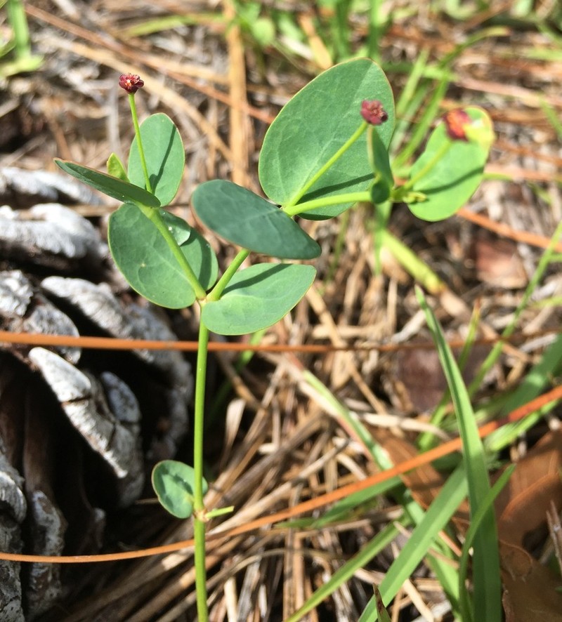 Coastal Sand Spurge photo 8