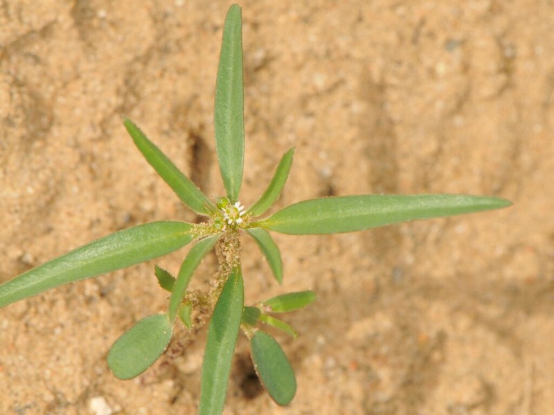 Squareseed Spurge