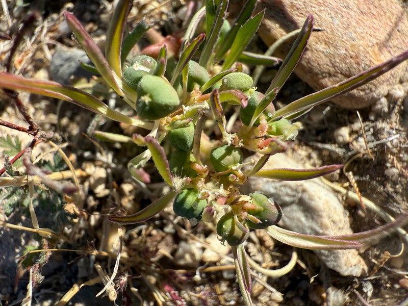 Squareseed Spurge photo 2