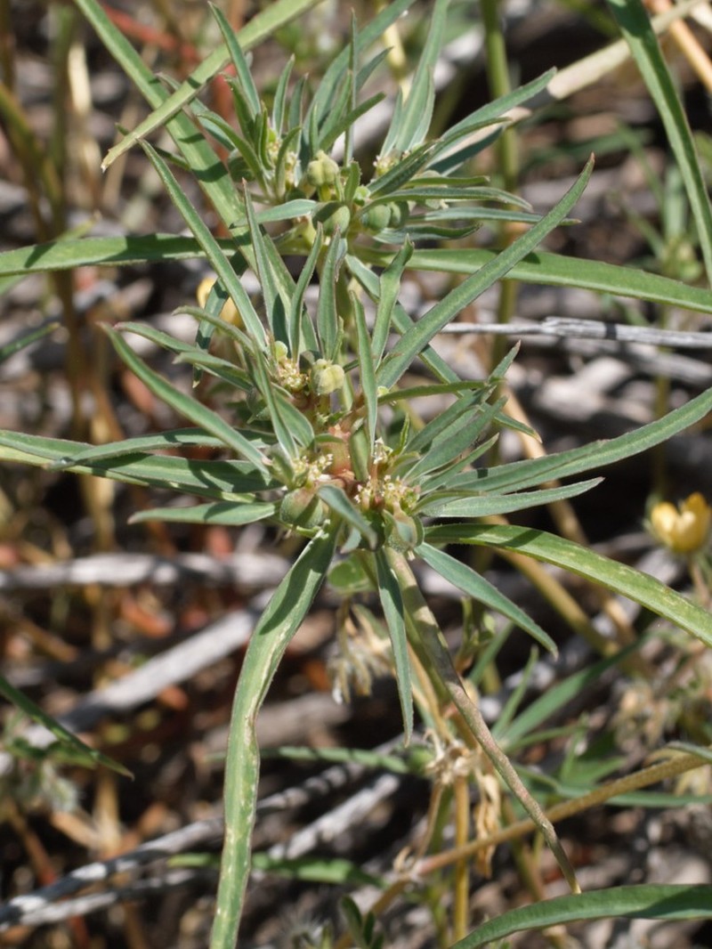 Squareseed Spurge photo 3
