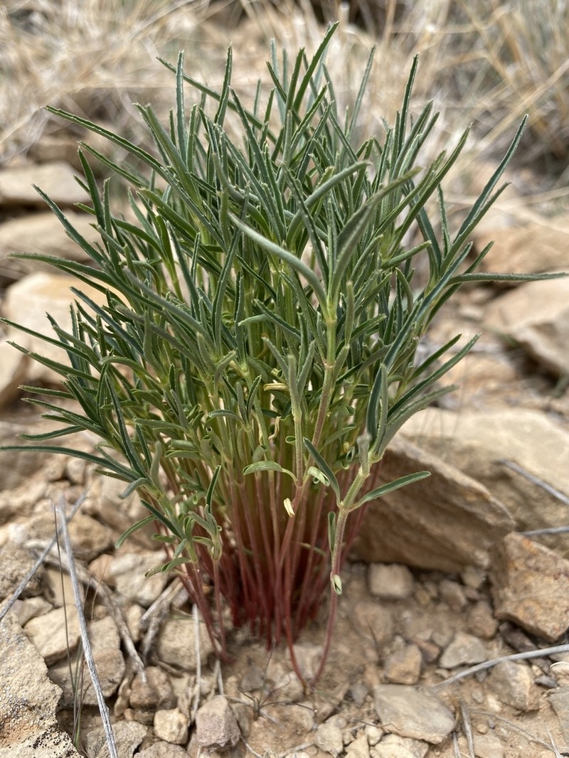 Squareseed Spurge photo 4