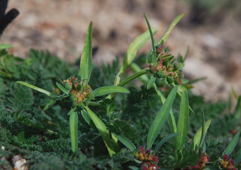 Squareseed Spurge photo 5