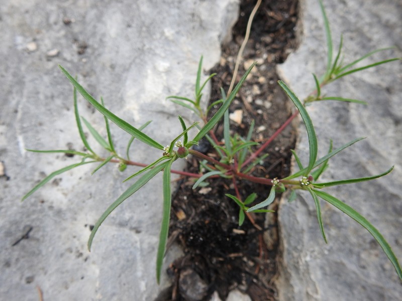 Squareseed Spurge photo 6