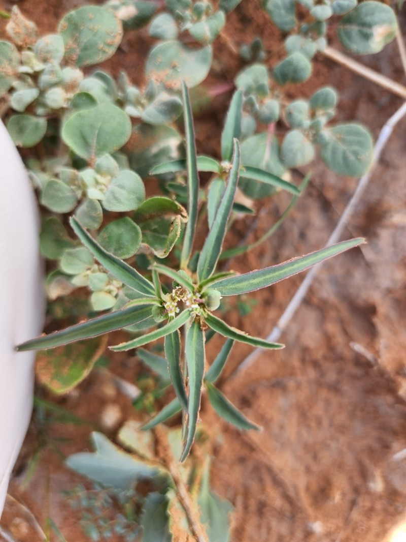 Squareseed Spurge photo 7