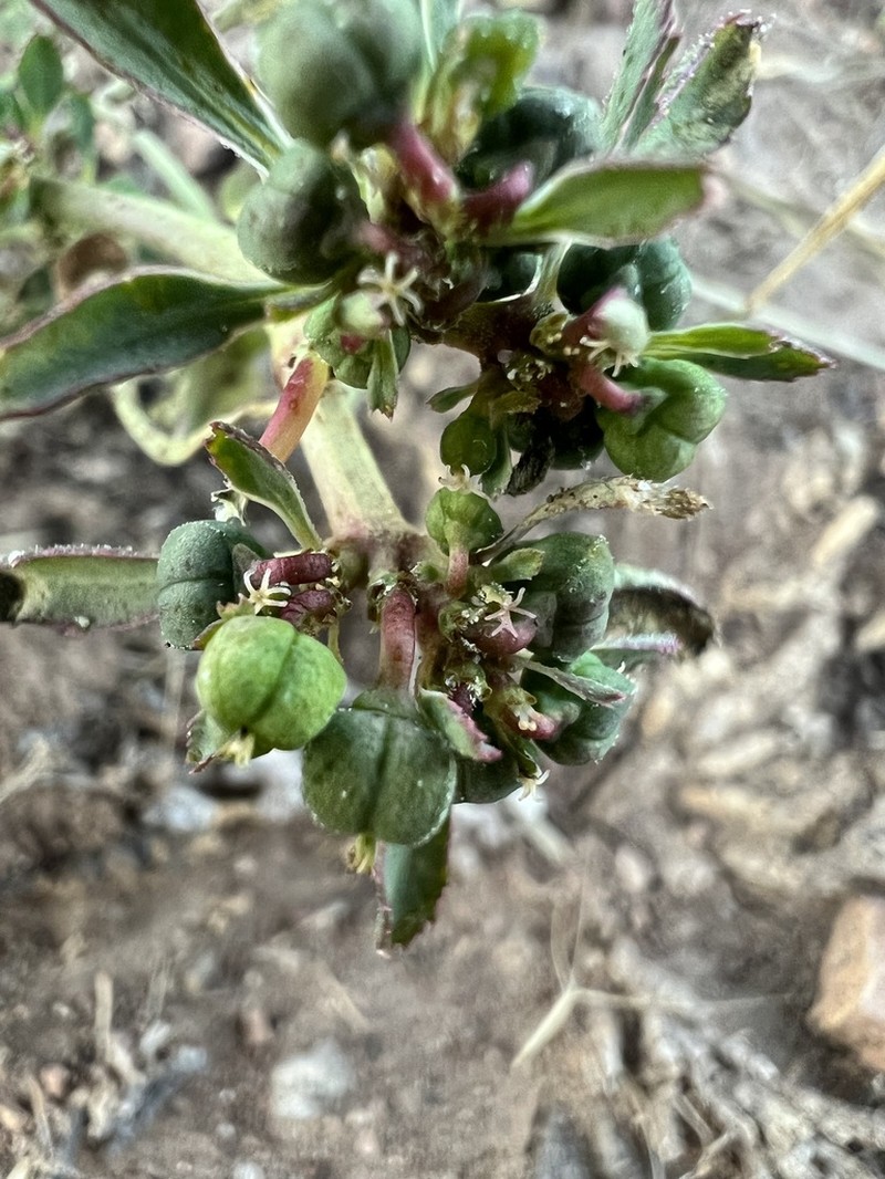 Squareseed Spurge photo 8